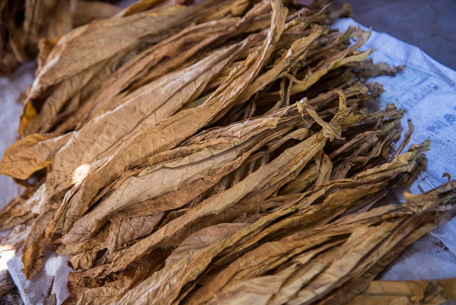 transforming_leaf_3